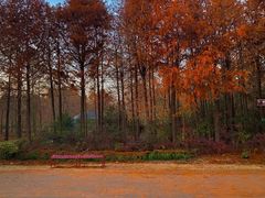 -上海海湾国家森林公园