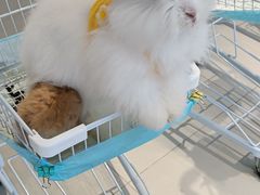 -怪兽屋·羊驼·猫咖·狗咖(俊华广场店)