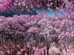 -九皇山景区