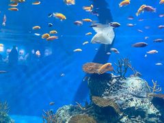 -梦幻海洋王国(吾悦广场张家港店)
