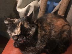 -喵园·猫主题咖啡厅·撸猫·猫咖(国贸店)