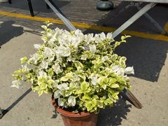 -中环花鸟鱼虫市场