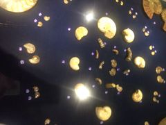 -青岛贝壳博物馆