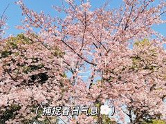 -顾村公园