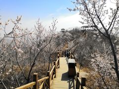 -大岭沟猕猴桃谷风景区