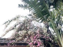 -深圳国际园林花卉博览园