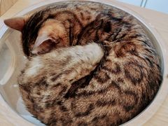 -飞行喵MR PILOT|猫舍·猫咖(静安大融城店)