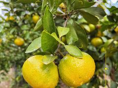 -前小桔亲子创意农场·草莓采摘·露营烧烤