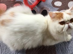 -东方名猫馆·英短金渐层布偶猫舍(环线广场1号楼店)