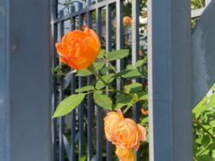 -杭州观成实验学校