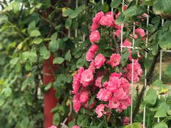 -武汉紫薇都市田园