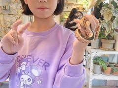 -吉丁鸟咖·异宠·寄养