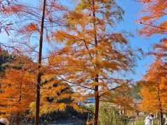 -小芝红树林