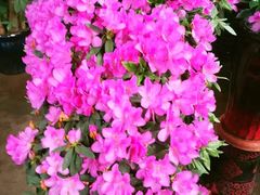 -秦美花卉(天朗·莱茵小城2期店)