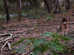 -清迈夜间动物园