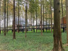 -黄海国家森林公园