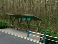 -合肥滨湖国家森林公园