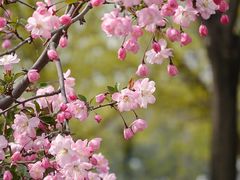 景点-北京国际鲜花港