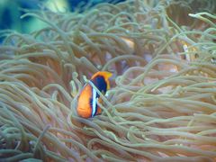 -悉尼海洋生物水族馆