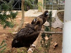 -西霞口神雕山野生动物世界