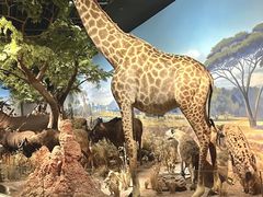 -陕西自然博物馆