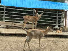 -青藏高原野生动物园