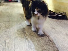 -小时光咖啡馆(开森度假森林店)