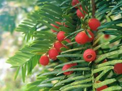 -樱桃山旅游景区