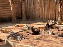 -深圳野生动物园