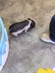 -神奇动物撸宠馆·羊驼·小浣熊·异宠(豫园店)