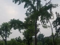 -莲湖公园