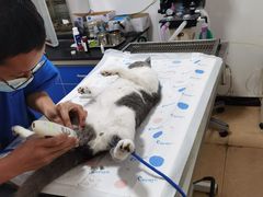 -灵美宠物诊所