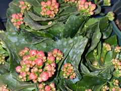 -金陵花卉交易市场