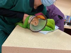 -艾贝尔宠物诊疗