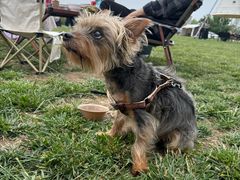 -芭比堂动物医院·CT·微创中心(新顺分院)