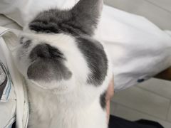 -喵的天空名猫咖啡馆·撸猫·猫舍·用品