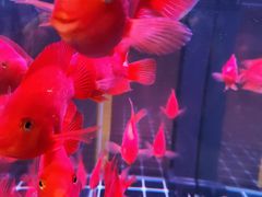 -火塘云南烧烤大排档