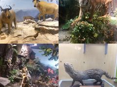 -陕西自然博物馆