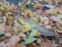 -瑰丽酒店·海吧·天际下午茶·现场DJ·天台酒吧