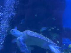 -太平洋海底世界