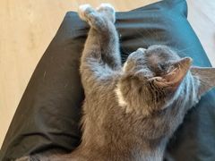 -有喵·猫咖·狗咖·30几只猫10只小狗(岗厦店)