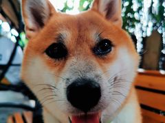 -柴犬高等学院·狗咖·柴犬售卖·宠物训练