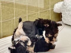 -帕帕拉兹宠物(亚洲旗舰店)