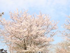 -顾村公园
