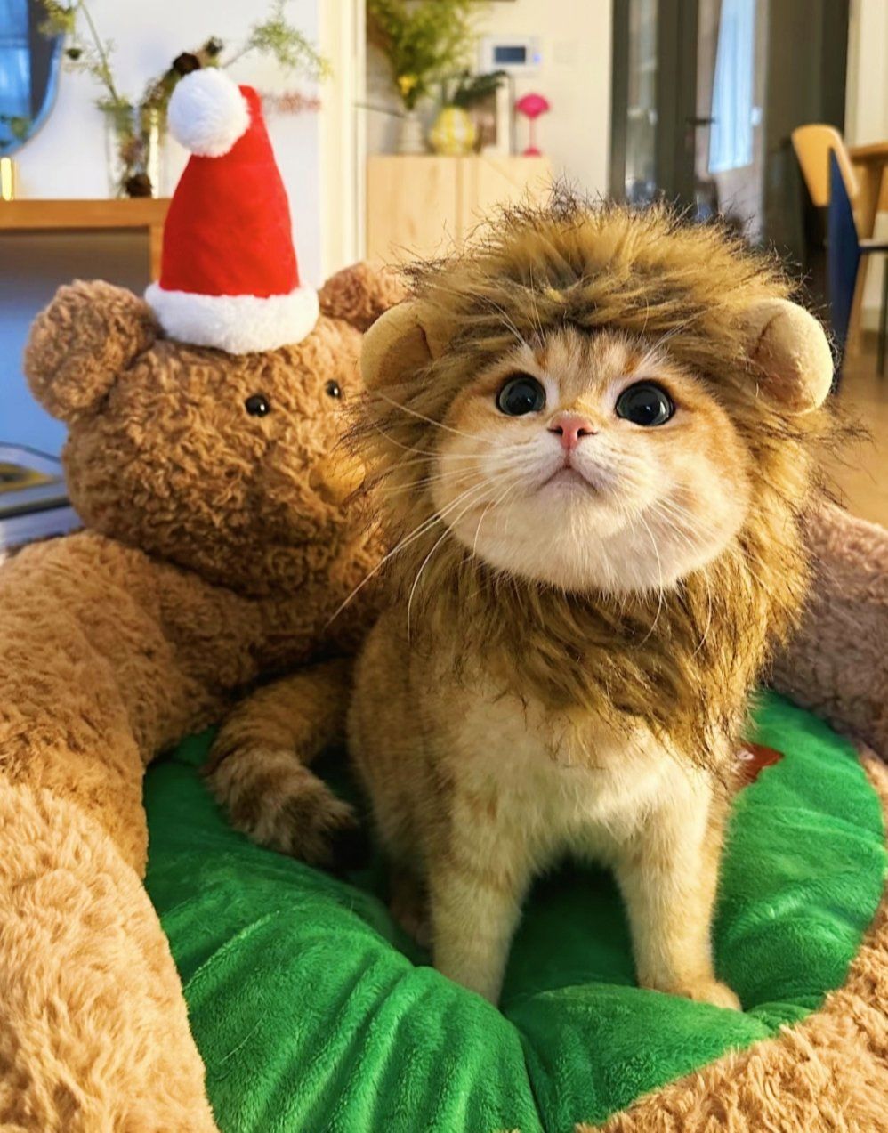 微笑的猫咪治愈系