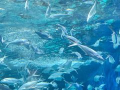 -上海海洋水族馆