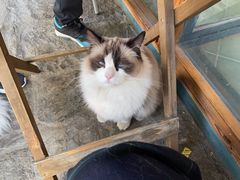 -喵屿·大理花园猫咖