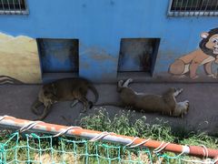 -青藏高原野生动物园