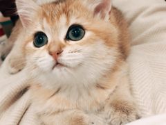 -袖虎·猫馆(体育西路店)