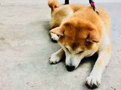 -柴犬高等学院·狗咖·柴犬售卖·宠物训练